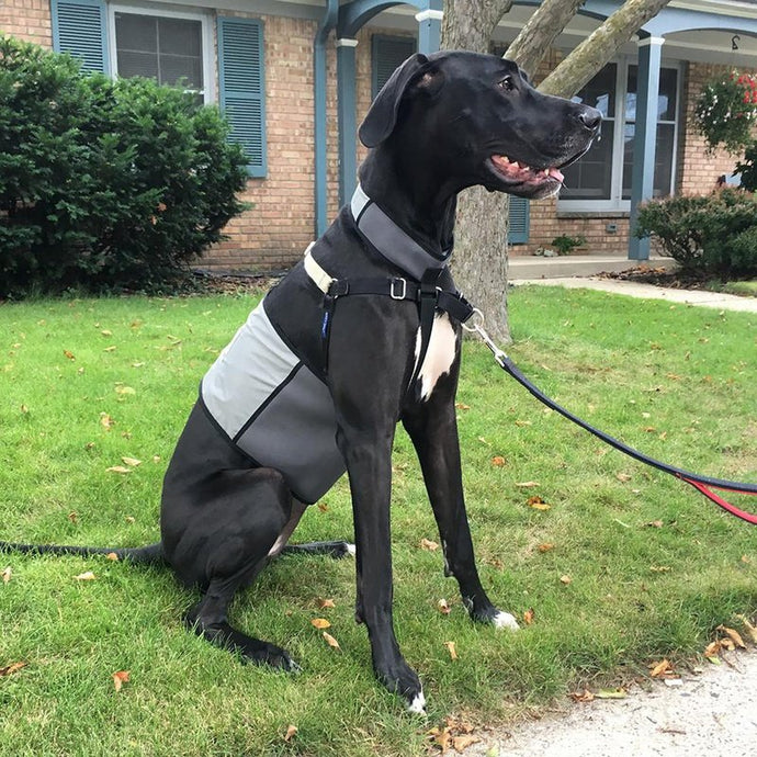 Cooler Dog Cooling Vest+Collar
