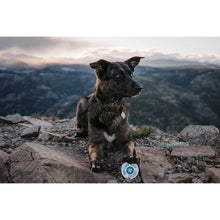 Legendary Canine Paw & Elbow Rescue 60ml
