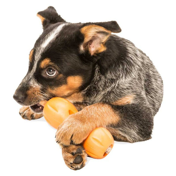 Qwizl Dog Toy for Tough Chewers, Plus Treat Toy