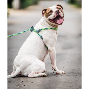 HarnessLead Leash - Gentle 'All in One' for No Pull/No Escape Walking