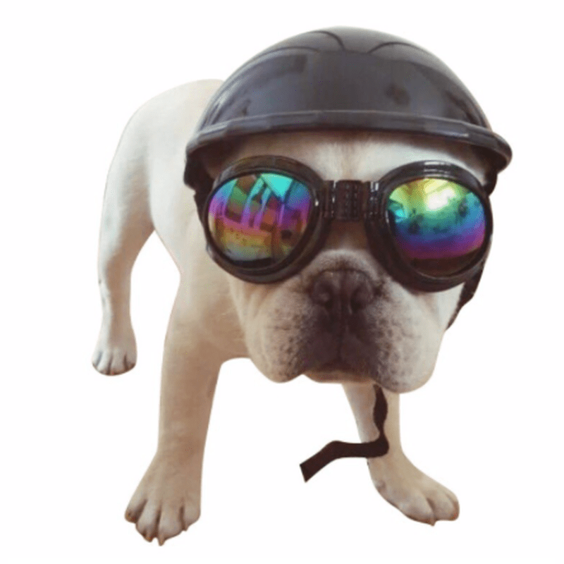 dog helmet and goggles Motorcycle Dog Helmet in Black – Poochie Moochie Pet Store West Edmonton
