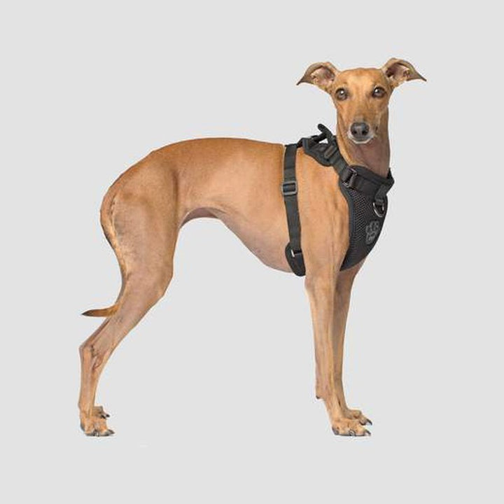 Canada Pooch Everything Harness Mesh Black or Pink