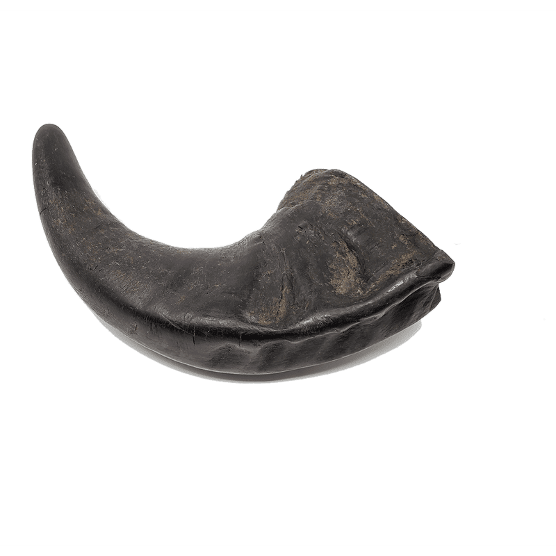 Water Buffalo Horn Small - approx 7