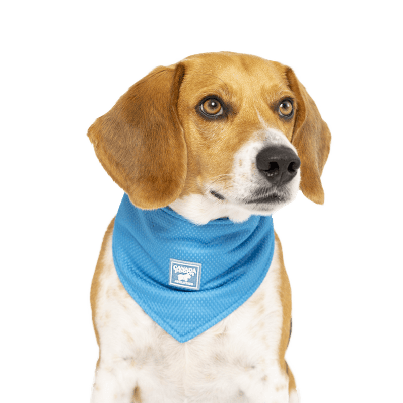Canada Pooch Cooling Bandana Blue