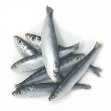 Sardines Fresh Frozen 1LB Bag