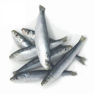 Sardines Fresh Frozen 1LB Bag