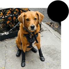 Walkee Paws NEW DELUXE Boot Leggings