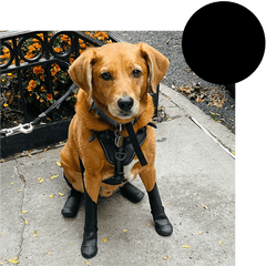 Walkee Paws Dog NEW DELUXE Boot Leggings - 4 sizes, 4 Colors Edmonton, Dog  Boots