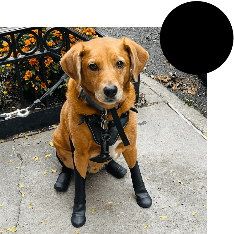 Paw leggings sale