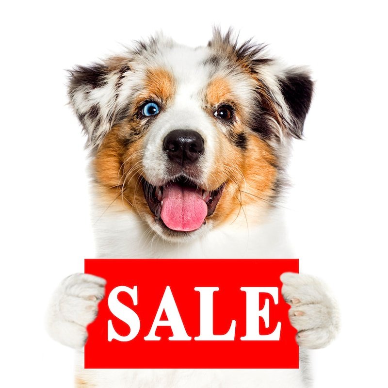 Monthly Discount Days at Poochie Moochie on 15th and Last Day of Every Month