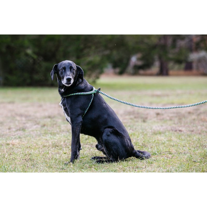 HarnessLead Leash - Gentle 'All in One' for No Pull/No Escape Walking