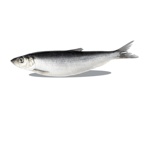 Herring Fresh Frozen 1LB