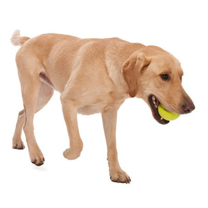Jive Dog Ball - for Tough Chewers