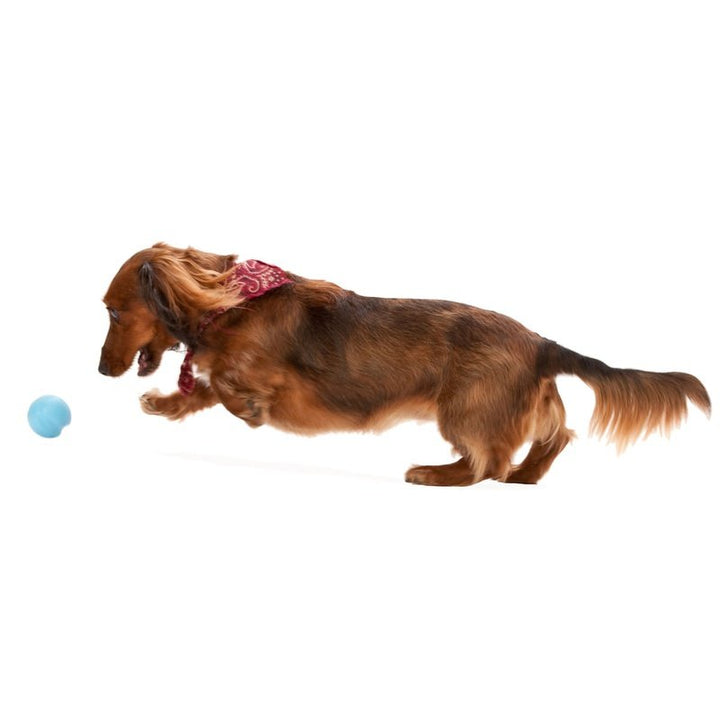 Jive Dog Ball - for Tough Chewers