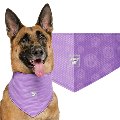 Canada Pooch Cooling Bandana WetRveal Smiley Purple