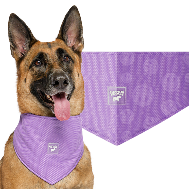 Canada Pooch Cooling Bandana WetRveal Smiley Purple