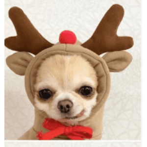 Reindeer Dog Hoodie - 3 sizes