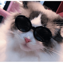 Fashion Sunglasses - 4 styles