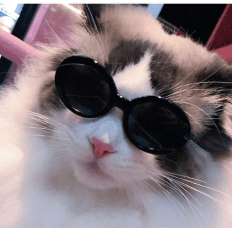 Fashion Sunglasses - 4 styles